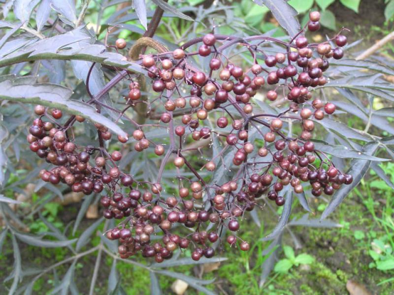 Rotblättriger Schlitz-Holunder® - unrefie Beeren