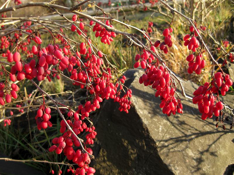 Gemeine Berberitze: Die roten Früchte werden u.a. als Marmelade eingekocht.