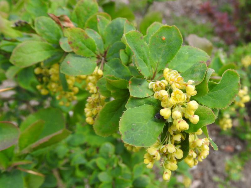 Gelbe Blütentrauben der Gemeinen Beberitze (Berberis vulgare)