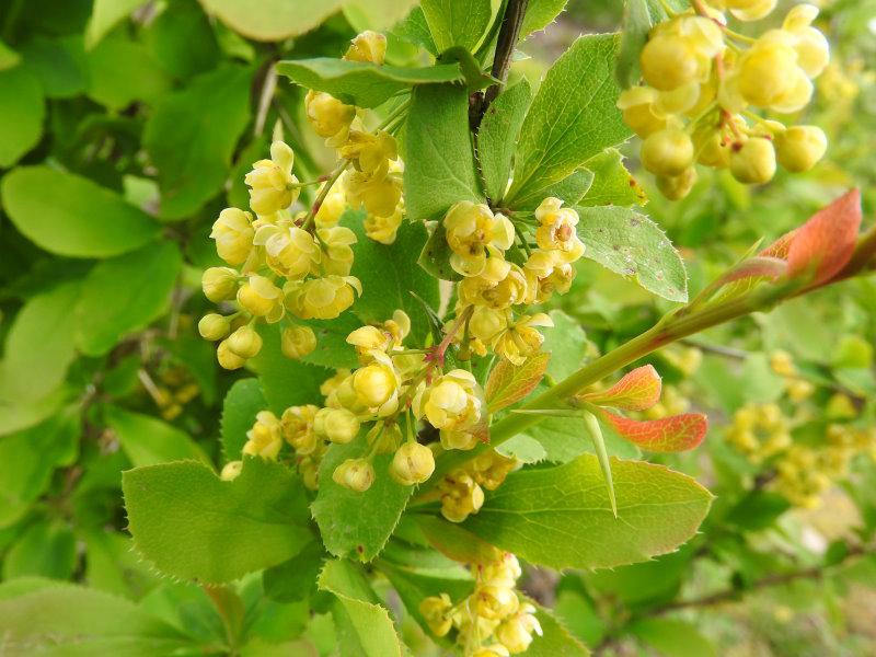 Ein gelbes Blütenmeer im Frühjahr: Sauerdorn (Berberis vulgaris)