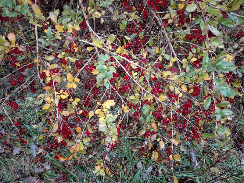 Die Berberitze als wildwachsender, einheimischer Strauch