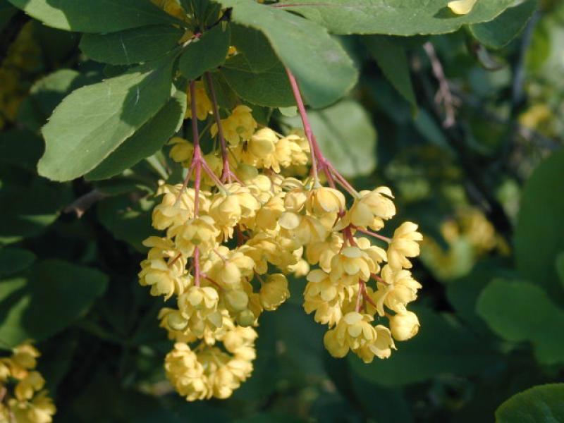 Gelbe Blütentrauben der gemeinen Berberitze