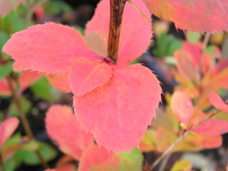Gemeine Berberitze, Sauerdorn - orangerotes Herbstlaub