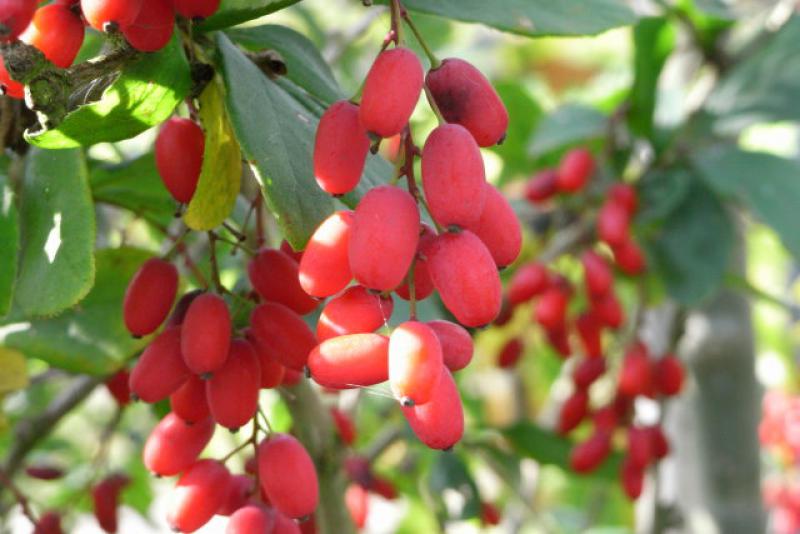 Längliche, rote Früchte des Sauerdorns