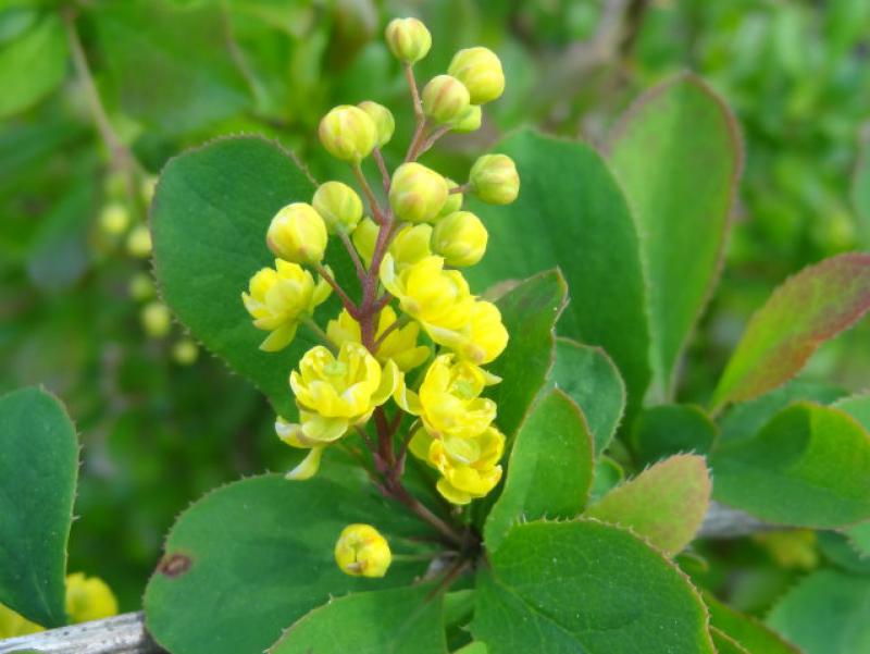 Berberis vulgaris, die gemeine Berberitze, Sauerdorn blüht gelb und reichlich.
