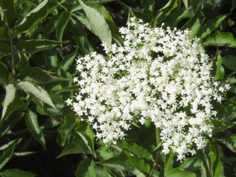Fläder Korsør, Sambucus nigra Korsor,