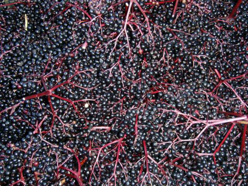 Fläder Korsør, Sambucus nigra Korsor,