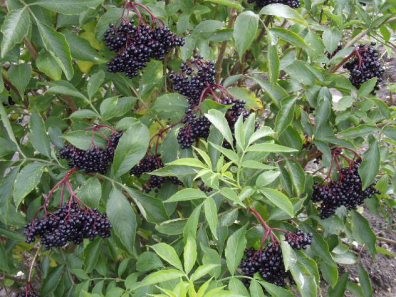 Reife Holunderbeeren an Sambucus nigra Korsor