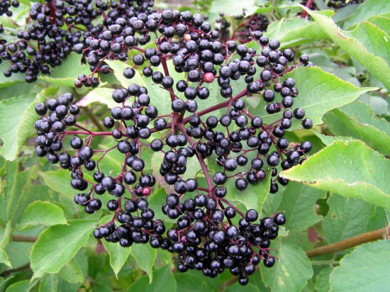 Fläder Korsør, Sambucus nigra Korsor,
