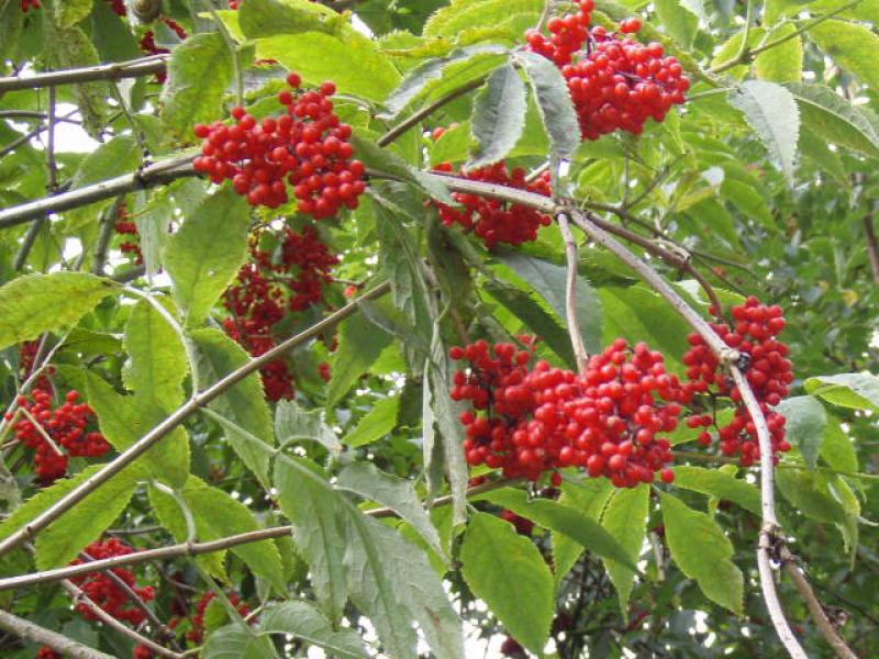 Roter Traubenholunder - rote Beeren