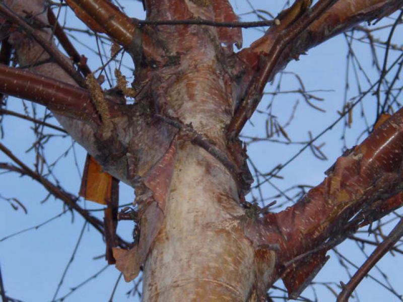 Betula albo-sinensis mit winterlichen Rindenschmuck
