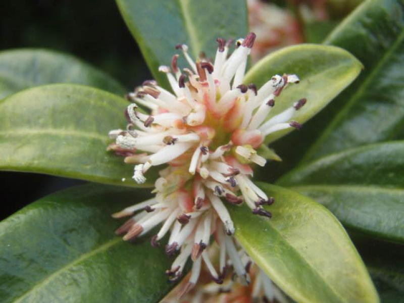 Blüten von Sarcococca humilis