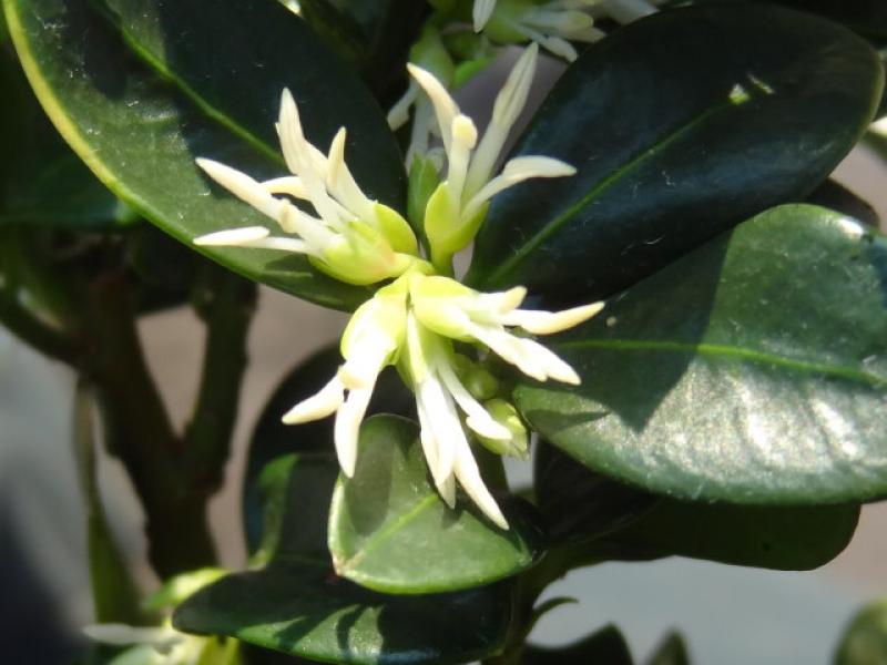 Blüte von Sarcococca humilis