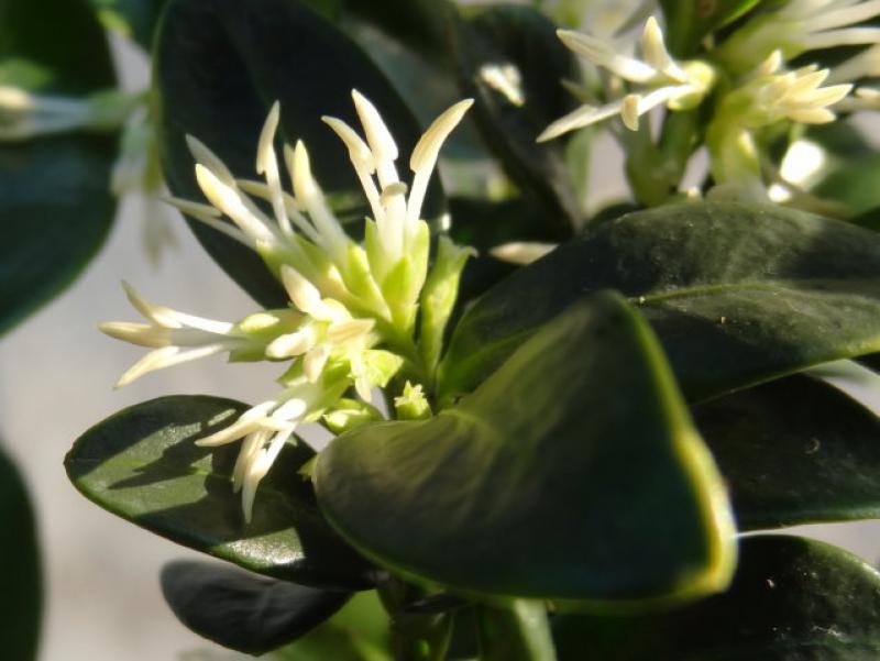 Blüte von Sarcococca humilis