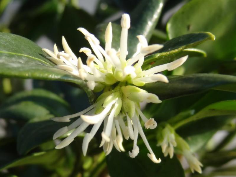 Stark duftende Blüte von Sarcococca humilis