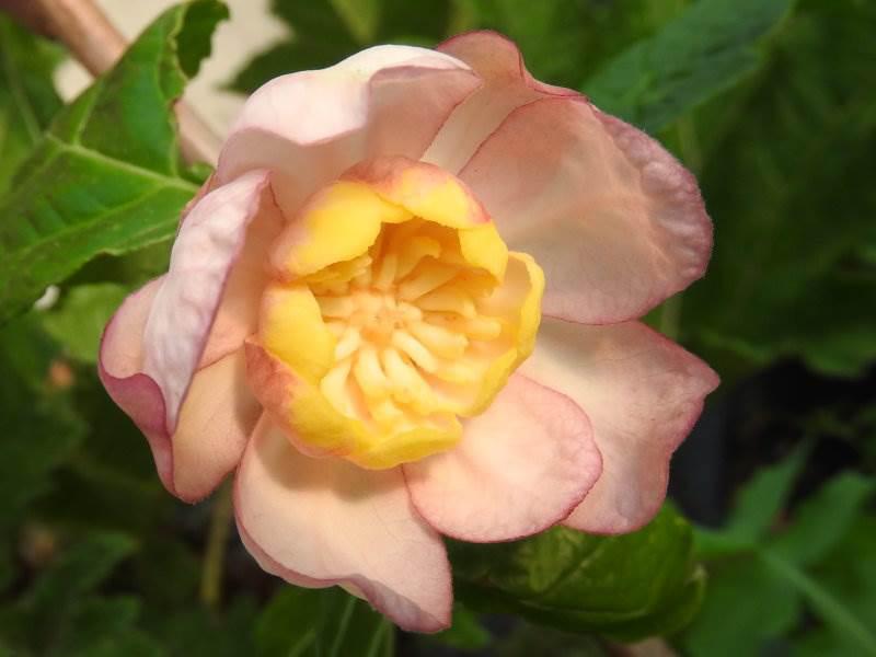 Sinocalycanthus sinensis