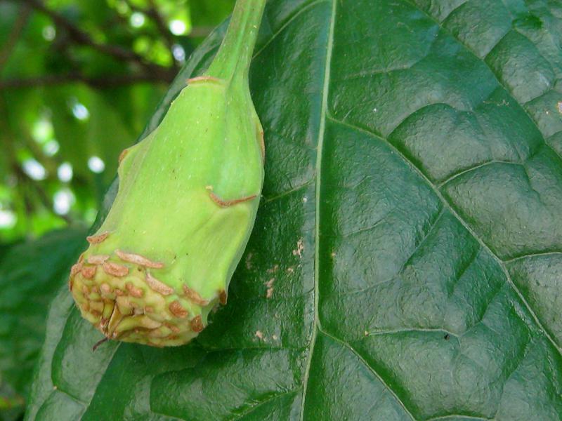 Sinocalycanthus sinensis