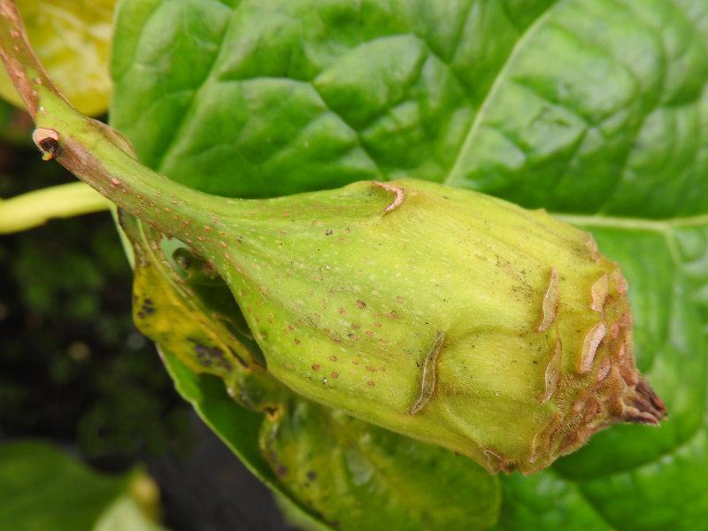 Sinocalycanthus sinensis