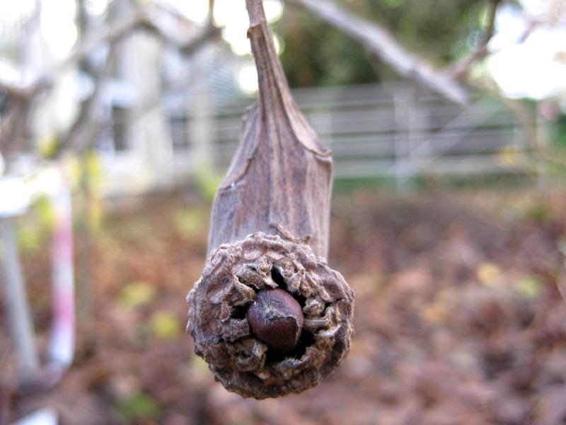 Sinocalycanthus sinensis
