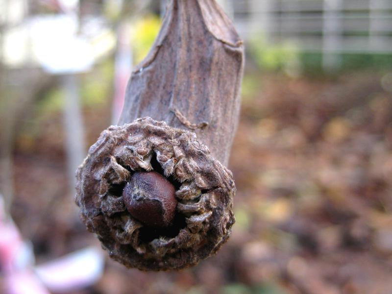 Sinocalycanthus sinensis
