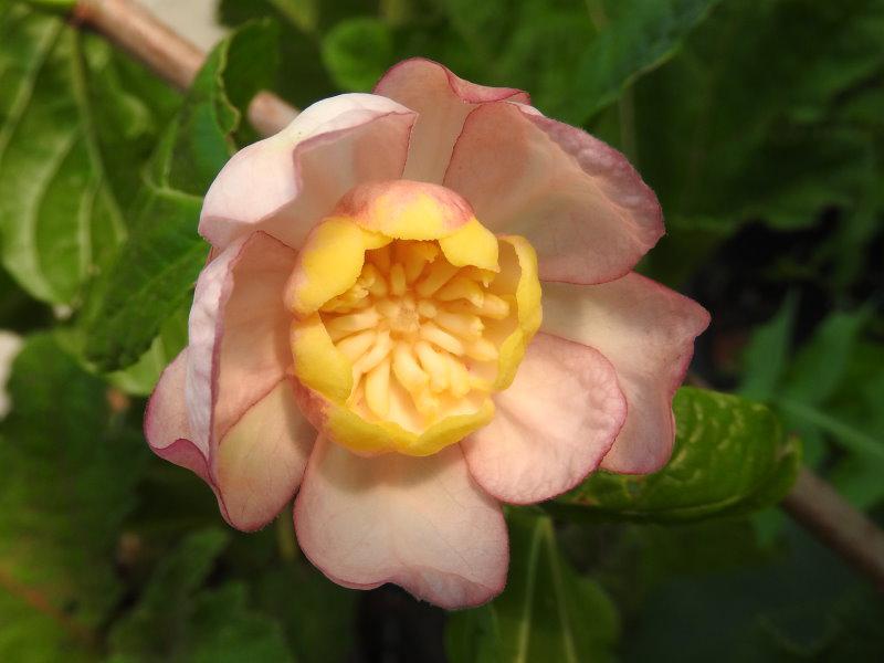 Sinocalycanthus sinensis