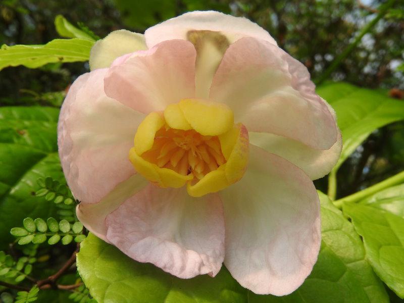 Sinocalycanthus sinensis