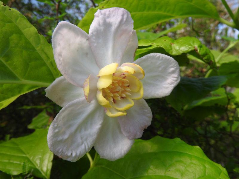 Sinocalycanthus sinensis