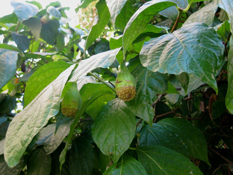 Sinocalycanthus sinensis