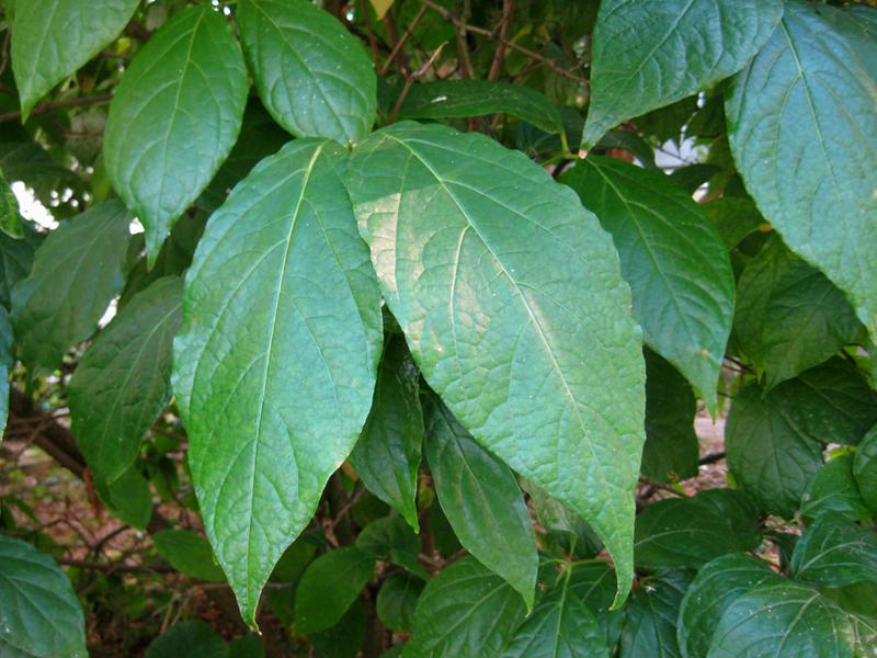 Sinocalycanthus sinensis