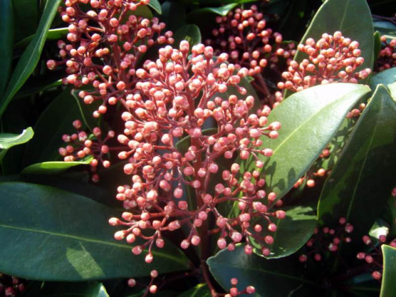 Einzelne Knospen von Skimmia japonica Rubella