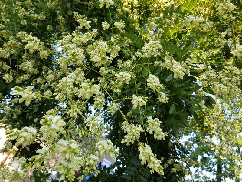 Styphnolobium japonicum 'Regent'  Japanischer Schnurbaum 'Regent