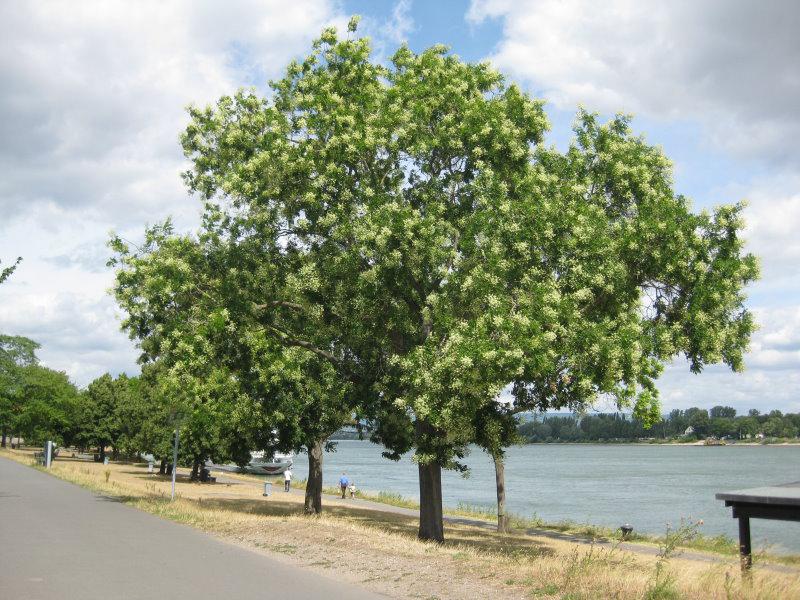 Styphnolobium japonicum 'Regent'  Japanischer Schnurbaum 'Regent