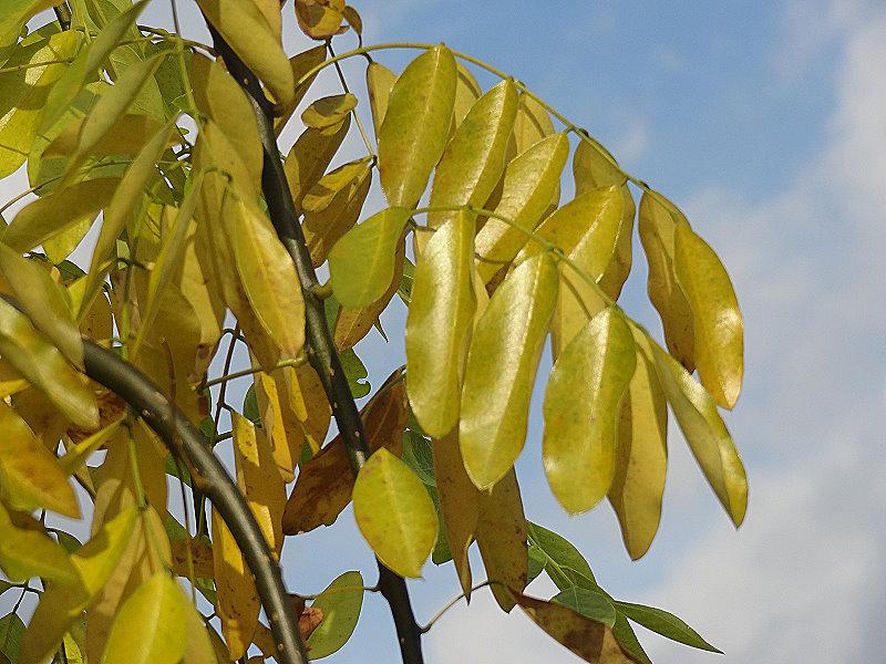 Sophora japonica Pendula in Herbstfärbung