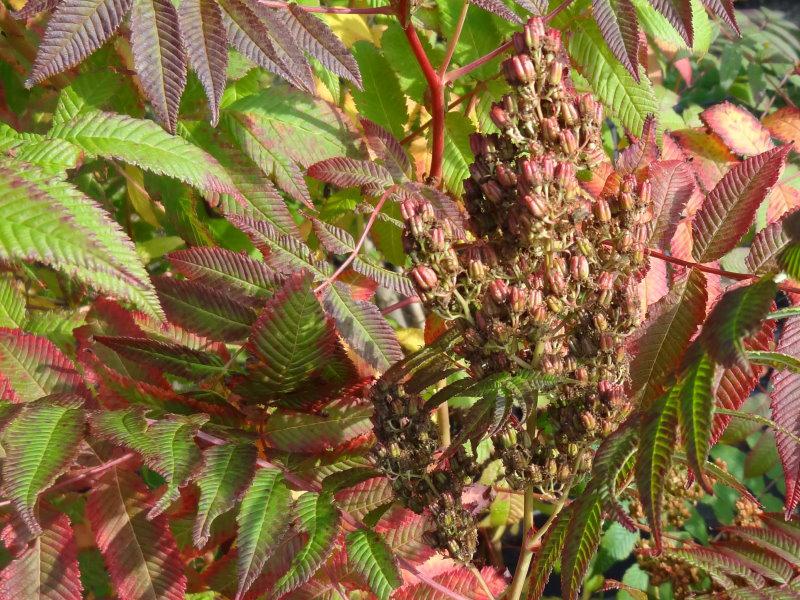 Schöne Herbstfärbung bei der Fiederspiere