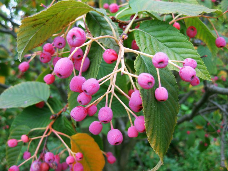 Herbstliche Farben der Sorbus alnifolia
