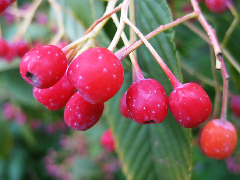 Rote Früchte der erlenblättrige Eberesche