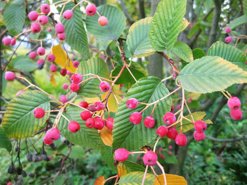 Sorbus alnifolia - herbstlicher roter Fruchtschmuck