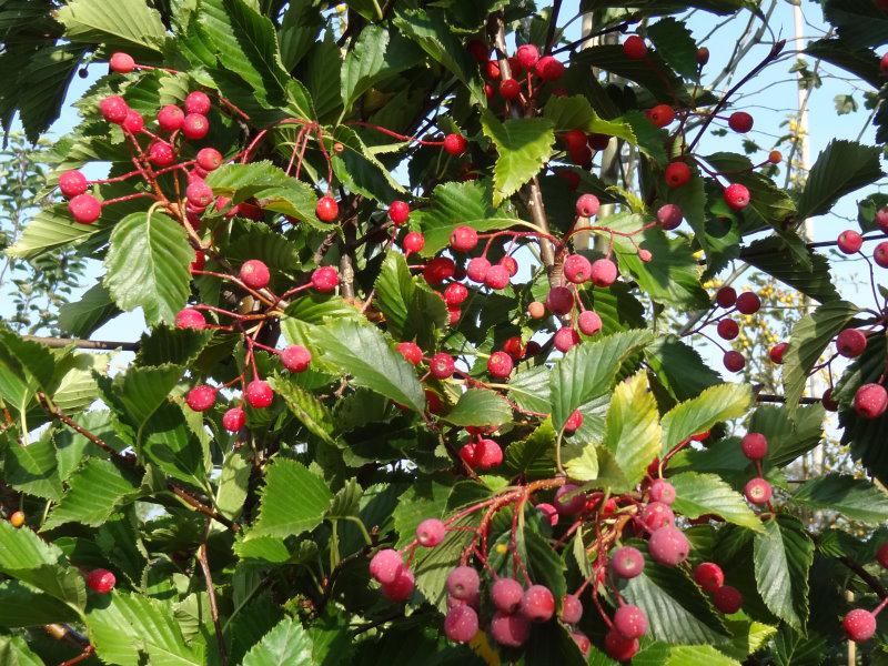 Sorbus alnifolia mit rotem Fruchtschmuck