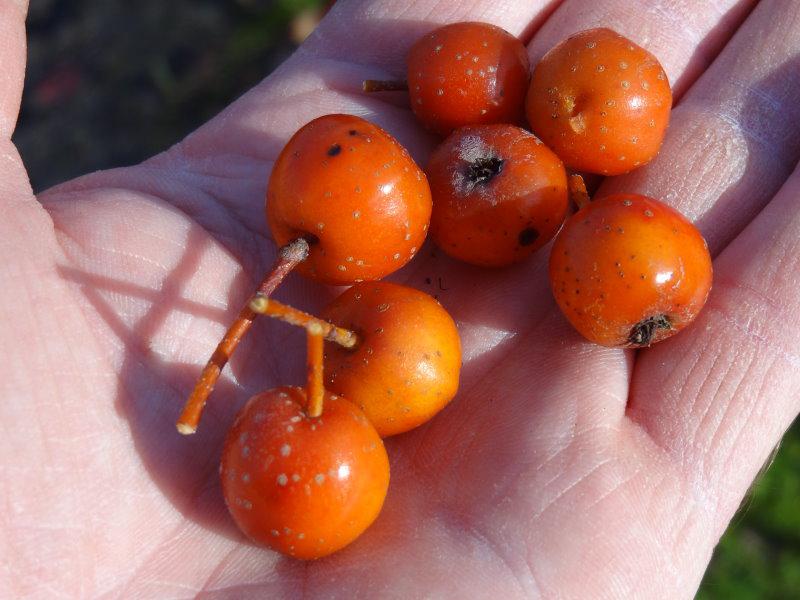 Früchte von Sorbus alnifolia