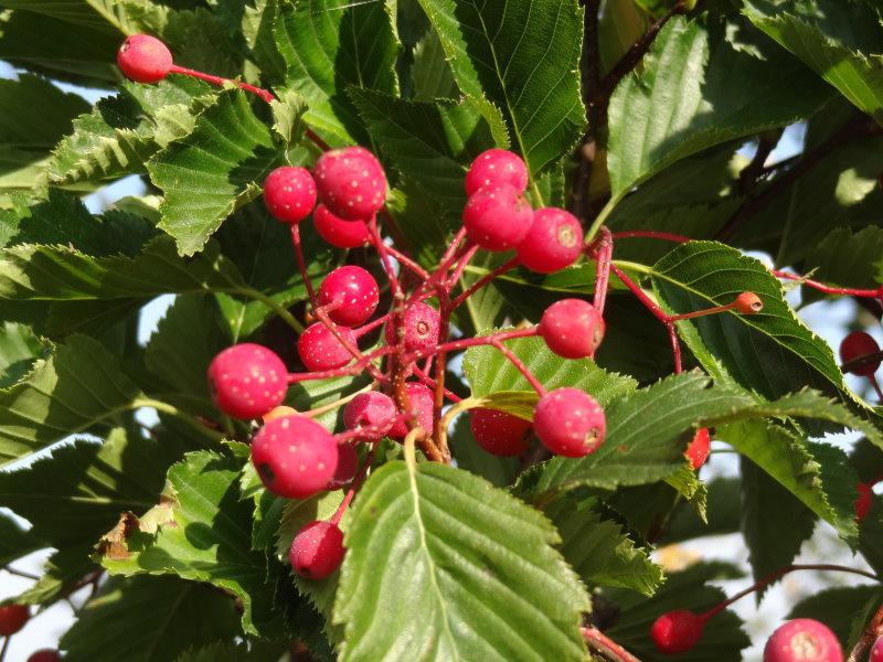 Sorbus alnifolia: Schöne rote Beeren