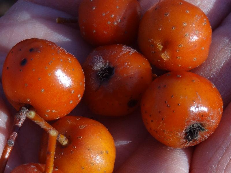 Die Früchte von Sorbus alnifolia im Detail