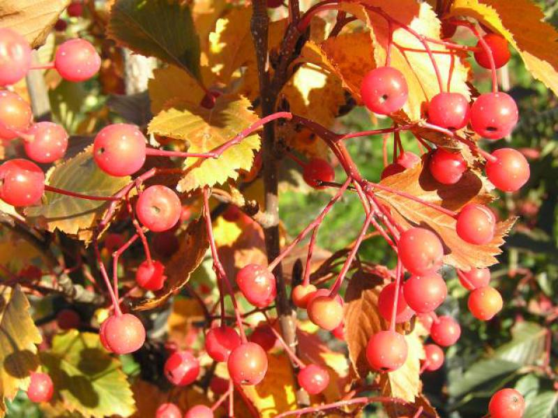 Sorbus alnifolia mit typischen Früchten im Oktober