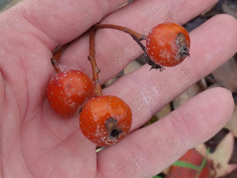 Sorbus alnifolia