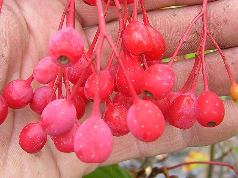 Schön im Detail anzusehen sind die Früchte dieser koreanischen Eberesche