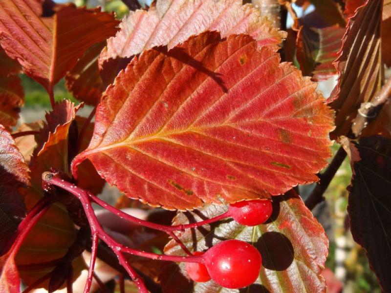 Wunderschöne Herbstfärbung bei Sorbus alnifolia