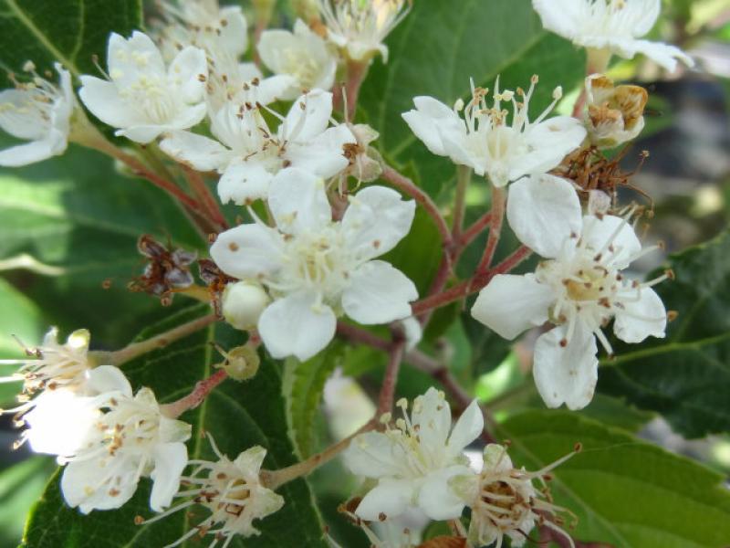 Sorbus alnifolia blüht im Mai/Juni