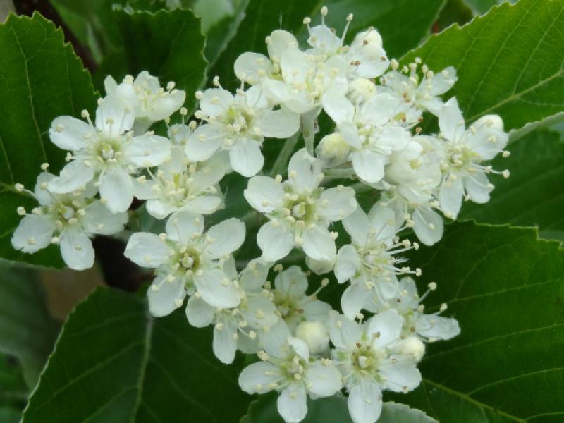 Weiße Blüte von Sorbus aria, Echte Mehlbeere