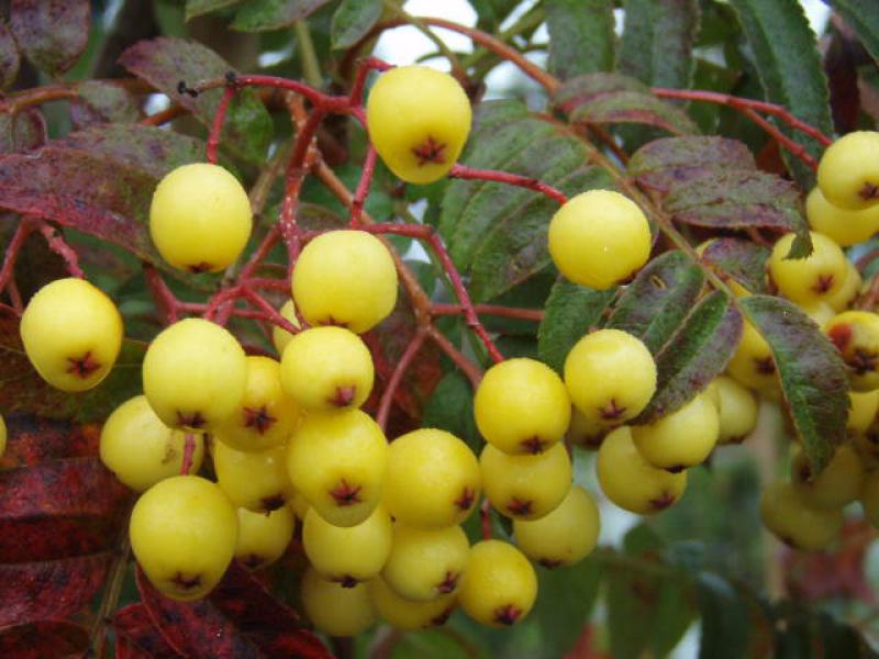 Sorbus arnoldiana Golden Wonder mit herbstlichem Fruchtschmuck