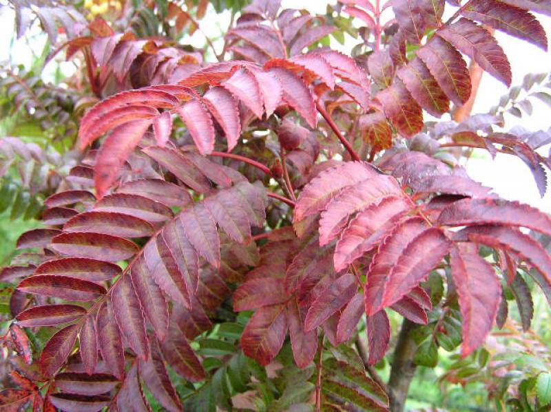 Sorbus arnoldiana Golden Wonder mit toller Herbstfärbung