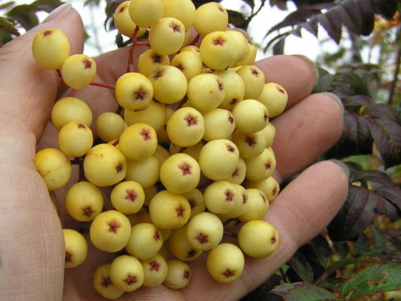 Typische Früchte der Eberesche Golden Wonder